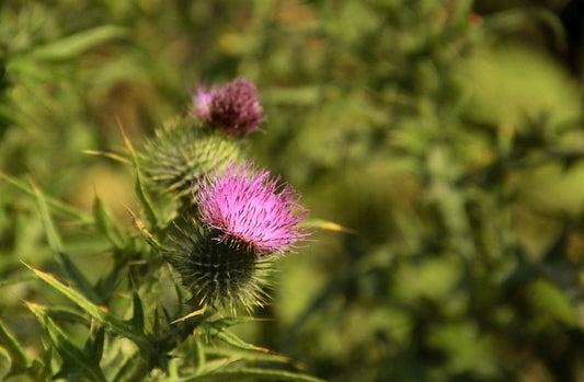 Milk Thistle