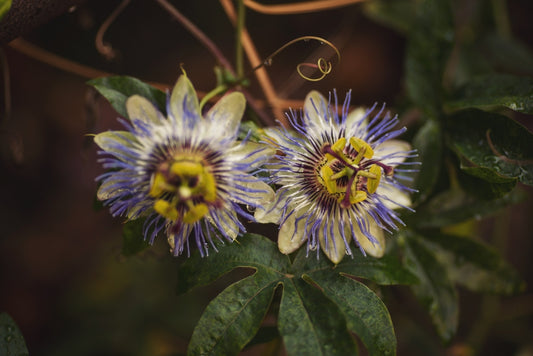 Passionflower