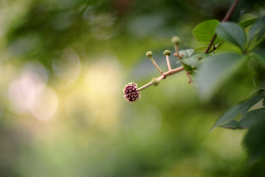 Siberian Ginseng