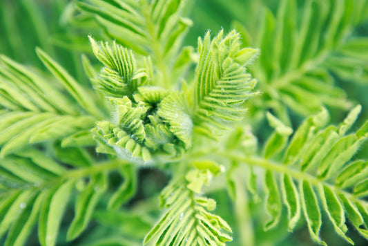 Astragalus