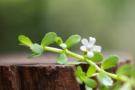 Bacopa