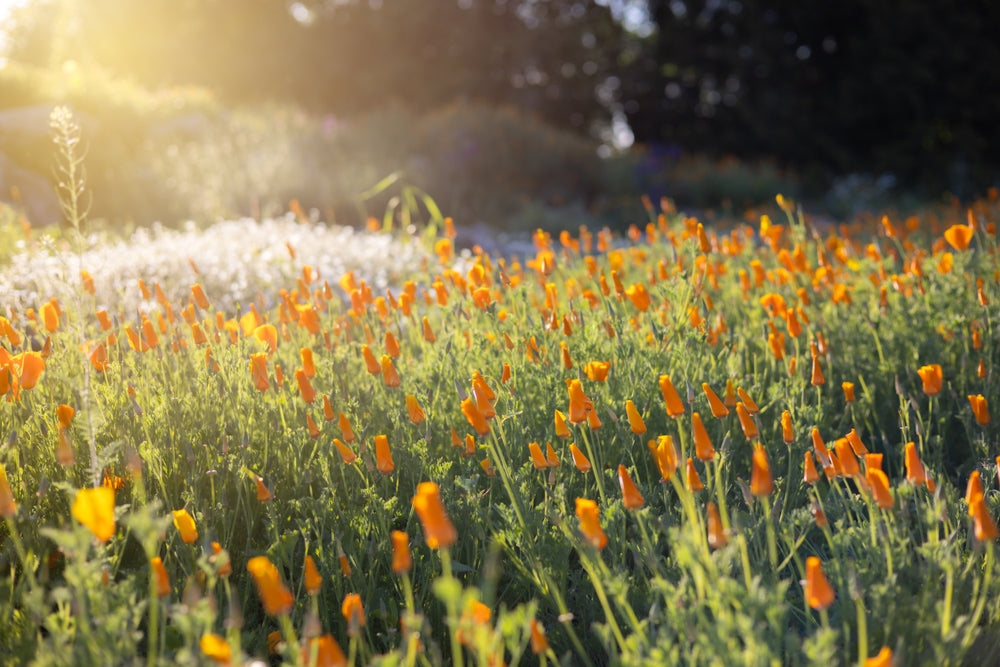 California Poppy