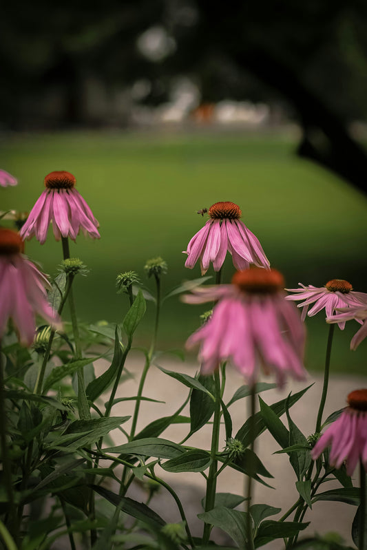 Echinacea